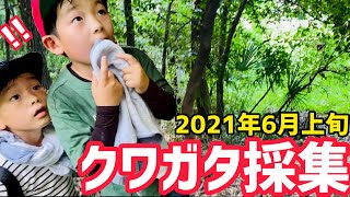 【クワガタ採集】親子で本気のクワガタ採集！実践で大切な事を伝えていきます！〜2021年6月上旬〜