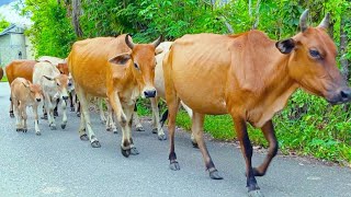 Video Kawanan sapi lembu jinak jalan berkumpul rapi pulang menuju kandang, Suara lembu berlari ceria