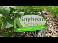 soybean school should you plant soys before corn