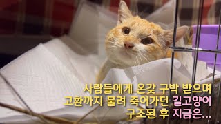 사람들에게 온갖 구박 받으며 고환까지 물려 죽어가던 길고양이 구조된 후 지금은...