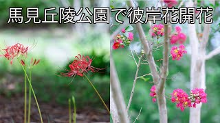 馬見丘陵公園で彼岸花が開花しました