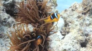 Duiken in red sea Hurghada