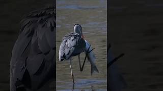 Grey Heron eats huge fish #shorts #cridart #Ardeacinerea #birds #birdwatching #liguria