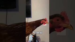 Why does a chicken's head stay still?