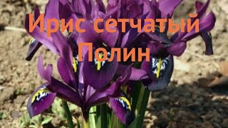 Ирис обыкновенный сетчатый Полин 🌿 обзор: как сажать, луковицы ириса сетчатый Полин