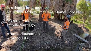 Demostración de trepa de palmas peligrosas 💪🏾✌🏾