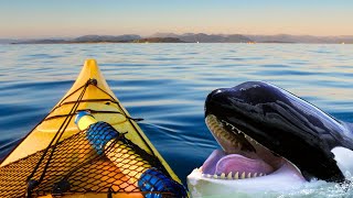 8 Orca Encounters That'll Brighten Your Day (part 2)