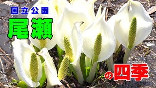 【尾瀬の四季】尾瀬国立公園　四季動画