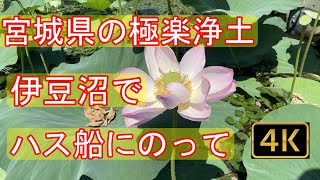 【4K】【自然】【壮観】伊豆沼のはす、ハス、蓮、Lotus flower. Superb view. Spectacular