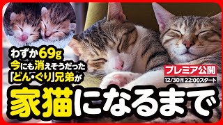 【感動】わずか69gで生まれた子猫が 幸せな家猫になるまで【まとめ】