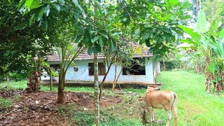 2 acres land with old house at Kodaly | Vellikulangara | Kodakara | Thrissur District | Kerala