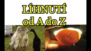 INDICKÝ BĚŽEC | LÍHNUTÍ INDICKÝCH BĚŽČŮ od A do Z | Návod na líhnutí, péče o kachňata, TOP záběry