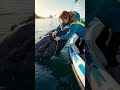 brave girl cleans barnacles from huge whale in peaceful waters savetheocean whalecare marinelife