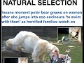 WOMAN JUMPS IN POLAR BEAR ENCLOSURE IS MAULED