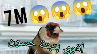 أقوى بتبتة لتحفيز الحسون على التغريد 💪😱😱🔥🔥🔥