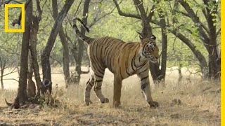 La première chasse d'une jeune tigresse