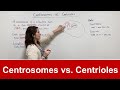 Centrosomes vs. Centrioles