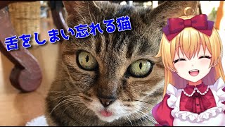 自分の舌をしまい忘れてる猫ちゃん【#Shorts】