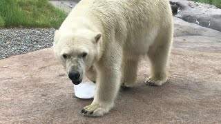 20190530:今日の円山動物園