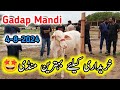 Gadap Maveshi Mandi Karachi Latest Update 4-August-2024 || Cow Mandi 2025 Season