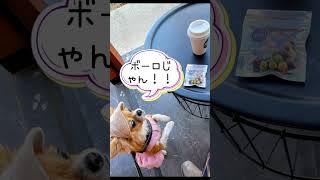 PIEHOLE小金井公園店の紹介。ドッグフレンドリーな施設hocco内にあります。愛犬とのお散歩におすすめ！#犬のいる暮らし #カフェ