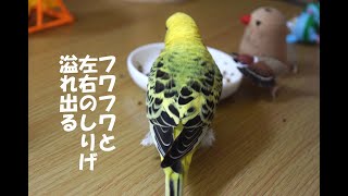 セキセイインコ ２級のしりたち