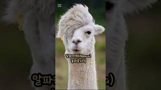 설마 아직도 알파카의 놀라운사실 모르고 있지않나요#shorts#알파카#Alpaca#동물#놀라운