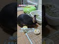 うさぎ rabbit おやつが欲し過ぎてミラクル技を編み出した娘【うさぎ🐰】 bunny かわいいうさぎ