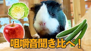 【ASMR】モルモットに良い音奏でさせるのはどの野菜か選手権w Which vegetable is the best for guinea pig ASMR?