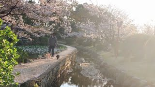 桜満開の公園をパトロールするニャ！Cherry Blossom Walk