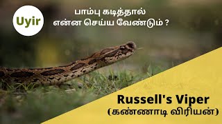 பாம்பு கடித்தால் என்ன செய்ய வேண்டும் | Viper | கண்ணாடி விரியன் | தகவல்கள் | Russel's Viper |#snake