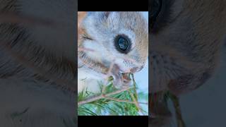Oh my gosh, you're so brave—I still can't bring myself to do that. #wildlife #animals #shortvideo