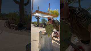 Solar Death Ray vs cactus #physics #experiment