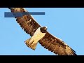 5 fascinating facts about martial eagles