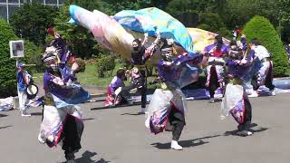 よさこいソーラン祭り2023  夜桜金魚とまこまいJAPAN with 風雪太鼓