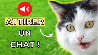 Bruit de Chat pour Attirer un Chat (GARANTI) 🐱 Miaulement pour attirer les chats
