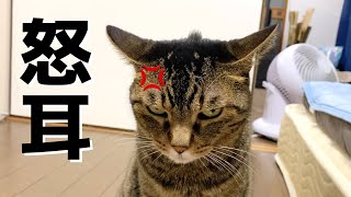 Demonic ferocious cat with the world's angriest ears...