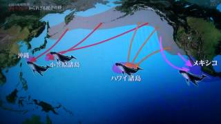 沖永良部島とザトウクジラ　～軌跡の地球物語２０１３．４．２８放送　テレビ朝日～