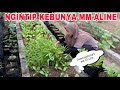 MM ALINE YG  BARU SEMBUH DARI KANKER PAYUDARA KINI SEMANGAT BERKEBUN