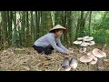 Harvesting straw mushrooms under the canopy of a tropical bamboo forest