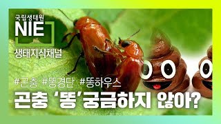 [생태지식채널NIE] 곤충 '똥' 궁금하지 않아?_국립생태원