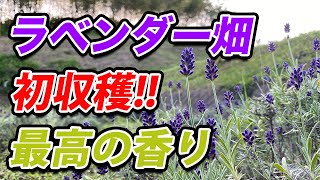 【最高の香り】ラベンダー畑初収穫！！