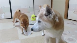 柴犬まめとちゃめの平凡な日常　その１５