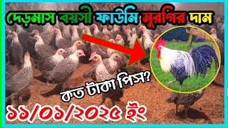 দেড়মাস বয়সী ফাউমি মুরগির দাম জানুন || ফাউমি মুরগি কোথায় পাওয়া যায় | fawmi murgir price #chicken