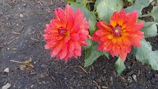 Dahlias at Lake Katherine Nature Preserve Southtown Dahlia Club Garden