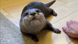 カワウソさくら 「撫でて！」と逐一指示を出してくるようなカワウソ Otter giving instructions