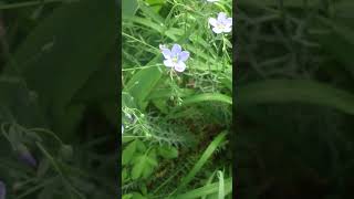 Flax and wild bee