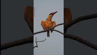 Stork-billed kingfisher beauty of Tadoba @Birdman-Sumedh.