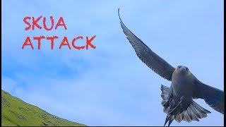 Arctic skua ATTACK! Faroe Islands