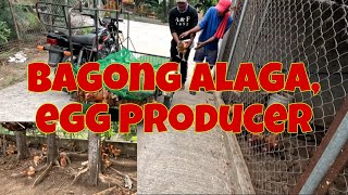 Dekalb brown chickens, dumating na | Makailan kaya kaming itlog sa 30 pcs na hens?